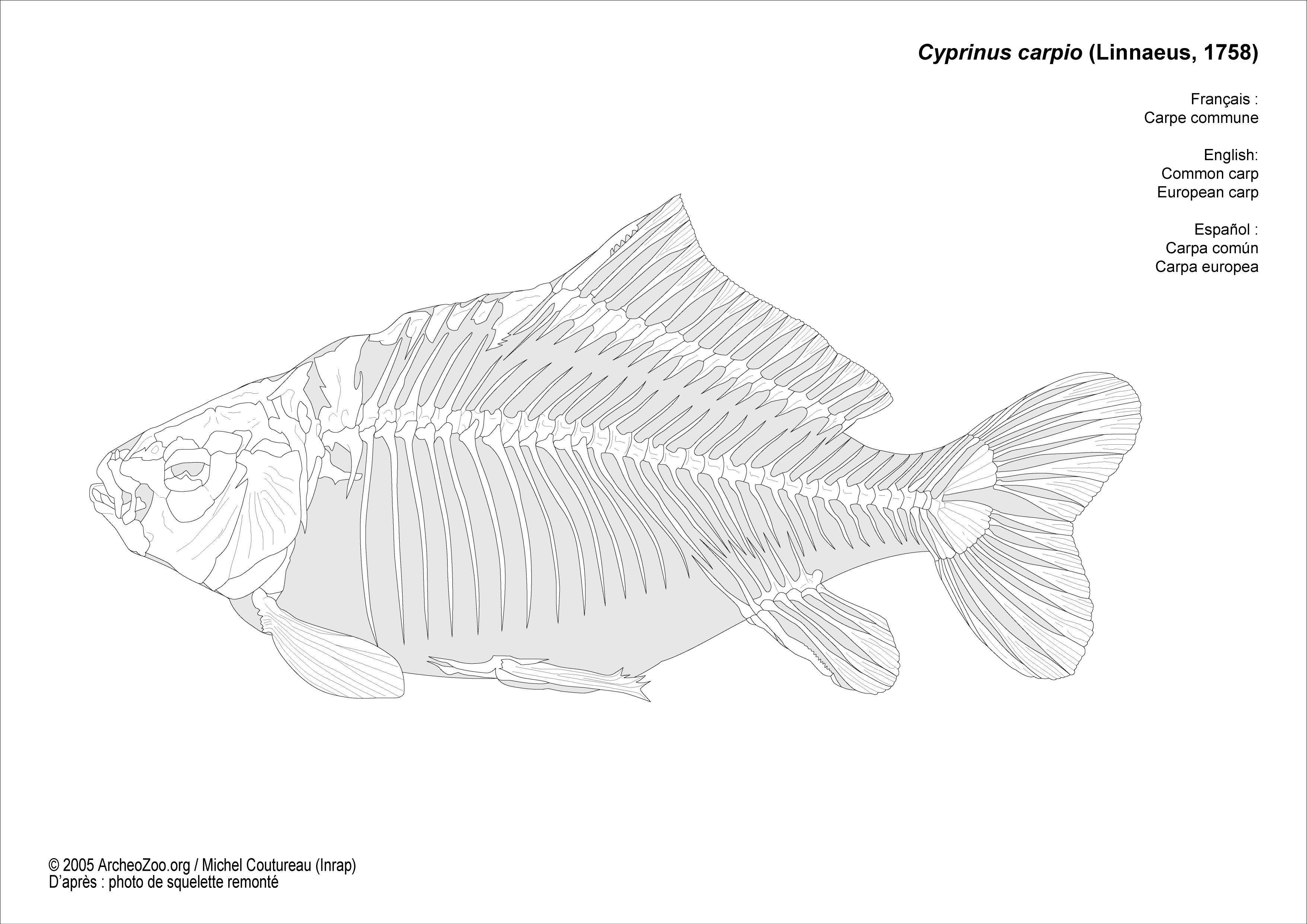 Squelette de carpe commune (Cyprinus carpio)