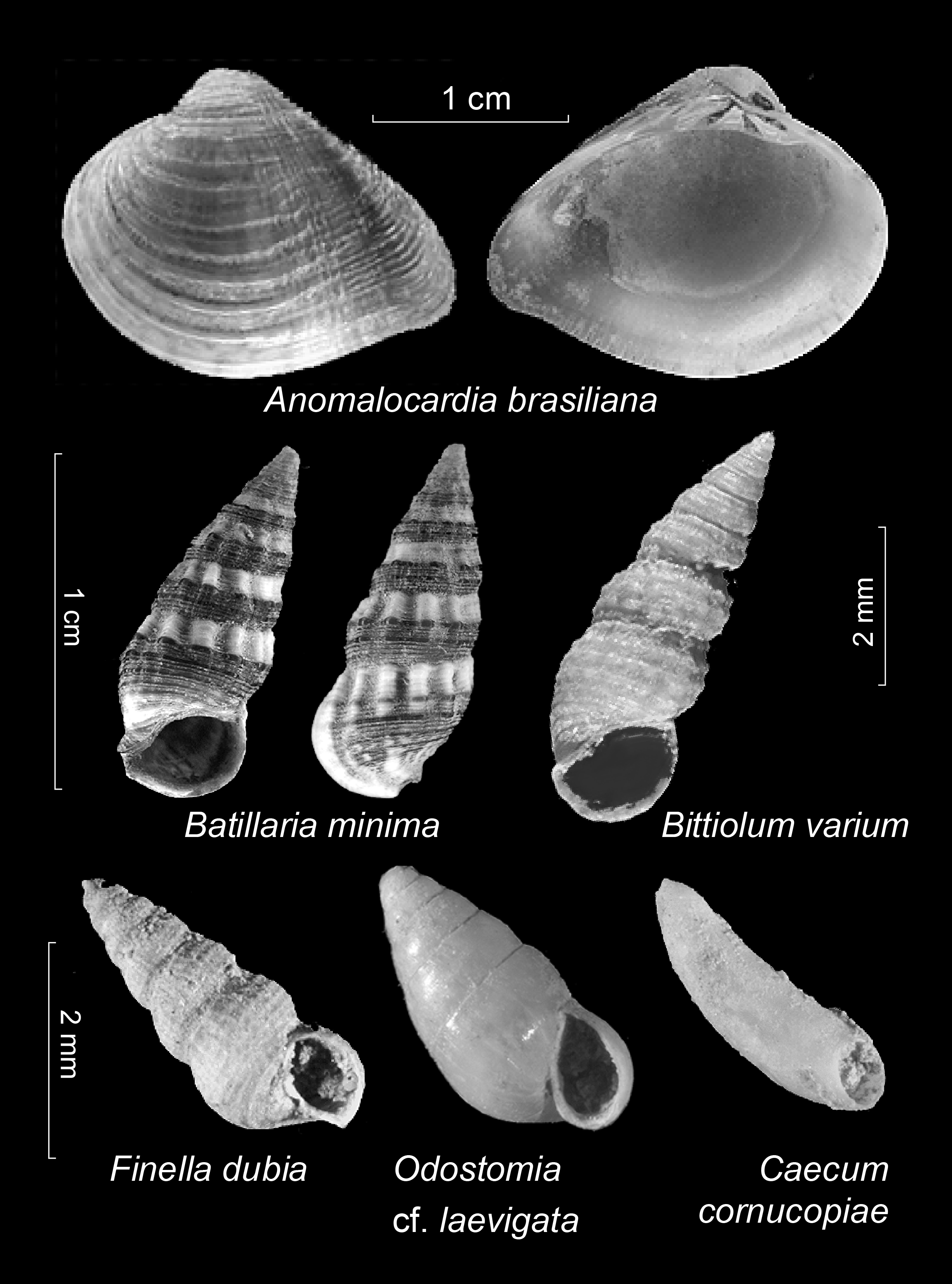 Mollusques provenant de la lagune de Grand’Case, Saint-Martin. [© N. Serrand]