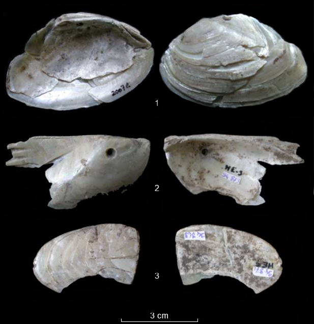 Site céramique ancien (Saladoïde ancien) de Hope Estate, Saint-Martin. Exemples de coquilles travaillées de moules d’eau douce provenant du continent sud-américain : 1-2. Prisodon syrmatophorus, 3. Unionoida. [© N. Serrand]