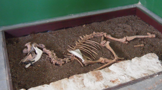 Musée des Tumulus de Bougon, 2011 Cerf harnaché