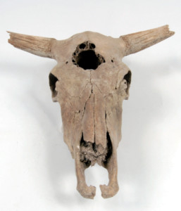 Musée des Tumulus de Bougon, 2011 Crâne de bœuf