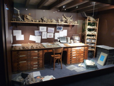 Musée des Tumulus de Bougon, 2011 Vitrine de l'exposition