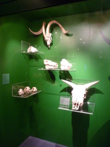 Musée des Tumulus de Bougon, 2011 Vitrine de l'exposition