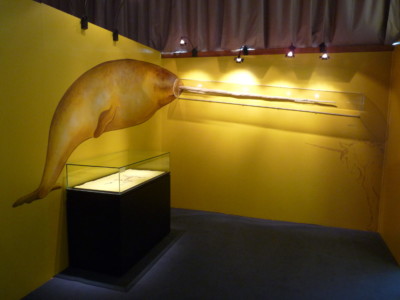 Musée des Tumulus de Bougon, 2011 Vitrine de l'exposition