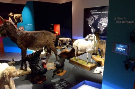 Muséum Henri-Lecoq, 2013 Vitrines de l'exposition