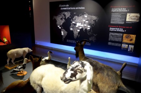 Muséum Henri-Lecoq, 2013 Vitrines de l'exposition