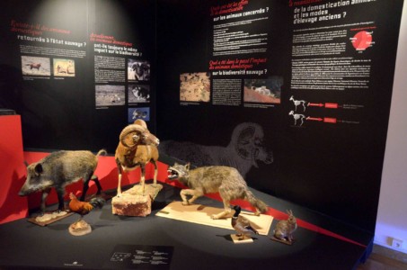 Muséum Henri-Lecoq, 2013 Vitrines de l'exposition